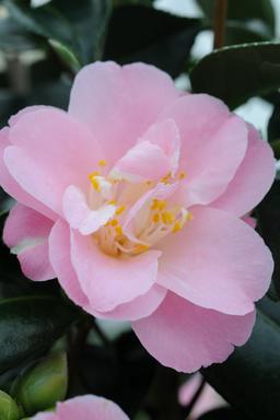 Camelia 'La Psalette' - En pot de 4 litres