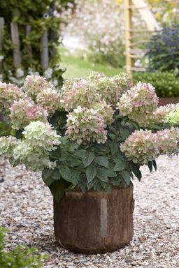 Hortensia paniculata 'Pinklight ?' - En pot de 5 litres