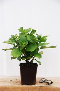 Hortensia 'Soeur Thérèse' - En pot de 2 litres