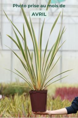 Phormium 'Duet' - En pot de 5 litres