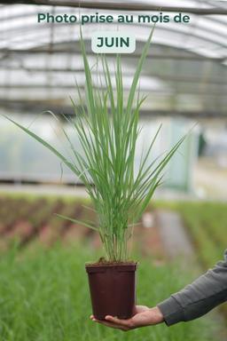 Panicum 'Blue Fountain' - En pot de 3 litres