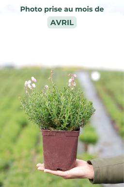 Bruyère d'Irlande 'Pink Tina' - En pot de 2 litres