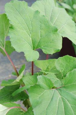 Petasites hybridus - En pot de 3 litres