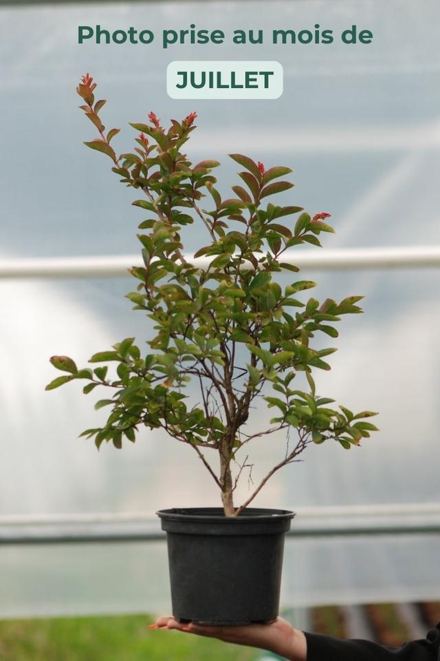 Lilas des Indes 'Rose Indien' ? - En pot de 3 litres