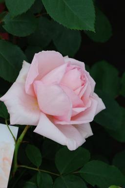 Rosier 'Ville de Fontenay aux roses' ? - En pot de 5 litres