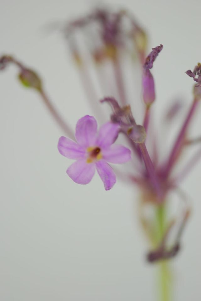 Tulbaghia 'flamingo' - En pot de 3 litres