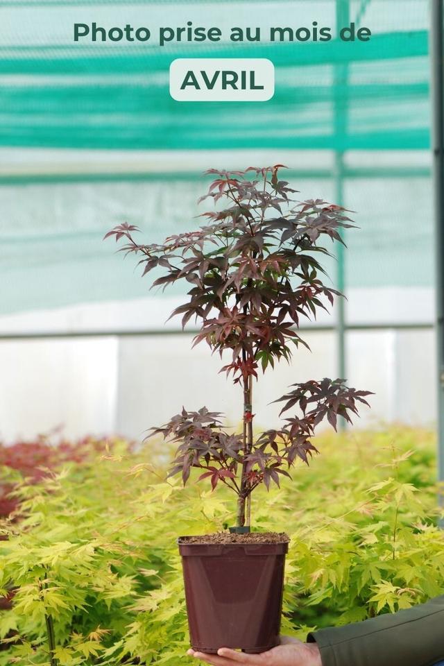 Erable du Japon 'Twombly's Red Sentinel' - En pot de 4 litres