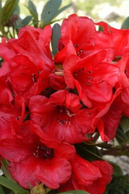 Rhododendron 'Elizabeth' pourpre - En pot de 5 litres