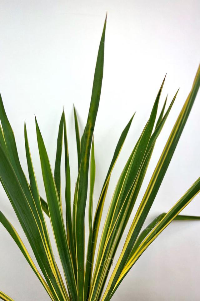 YUCCA filamentosa 'Bright edge' - En pot de 2 litres