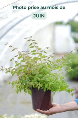 Kolkwitzia amabilis 'Pink cloud' - En pot de 3 litres