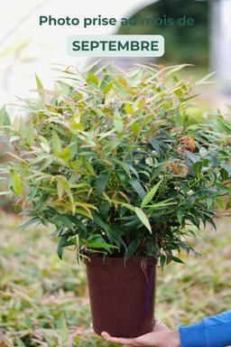 Leucothoe 'Burning Love' - En pot de 5 litres