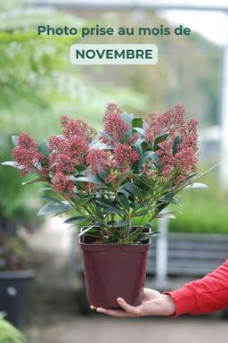 Skimmia 'Rubella' - En pot de 3 litres