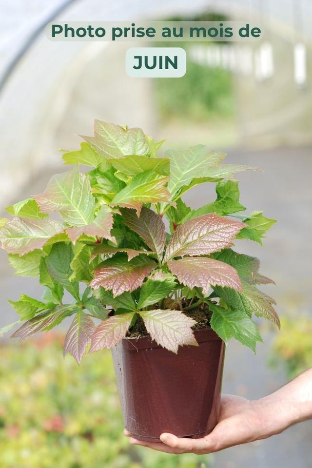 Rodgersie Podophylle - En pot de 3 litres