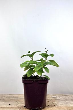 Kirengeshoma palmata - En pot de 3 litres