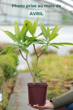 Edgeworthia chrysantha - En pot de 3 litres