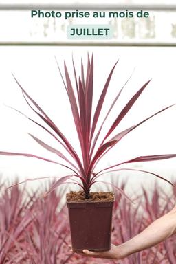 Cordyline 'Paso doble' - En pot de 5 litres