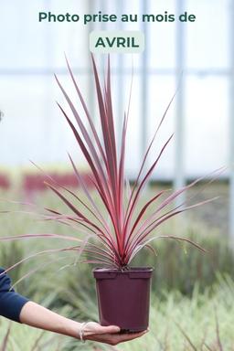 Cordyline 'Charlie Boy' - En pot de 3 litres