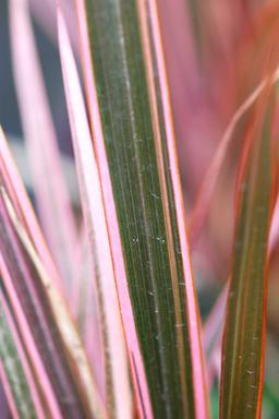 Phormium 'Flamingo' - En pot de 3 litres