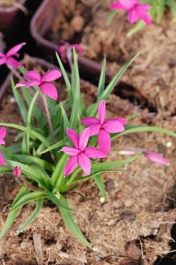 Rhodohypoxis 'Claudia' - En pot de 2 litres