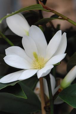 Magnolia 'Fairy White' - En pot de 4 litres