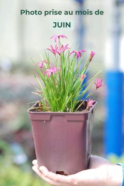 Rhodohypoxis 'Paula' - En pot de 2 litres