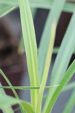 Cordyline 'Peko' - En pot de 3 litres