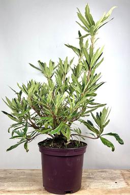 Rhododendron pontique ?Variegatum' - En pot de 5 litres