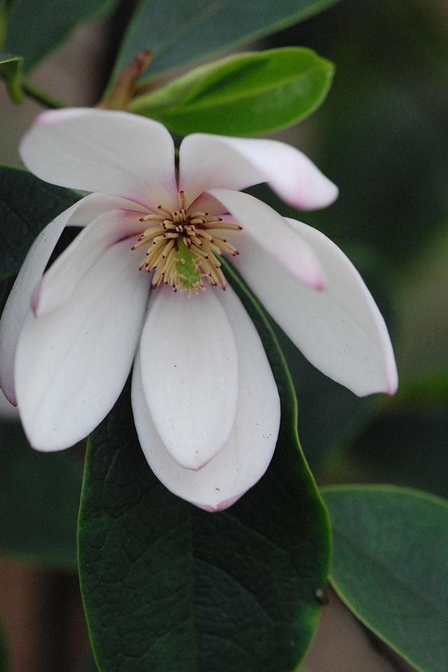 Magnolia 'Fairy Blush' - En pot de 4 litres