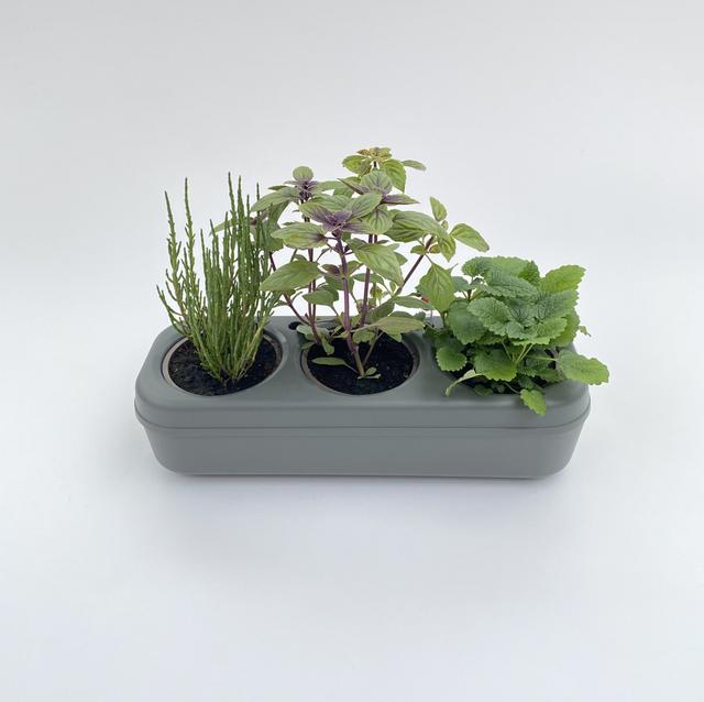 Kit potager urbain triple à planter - 3 feuilles bio