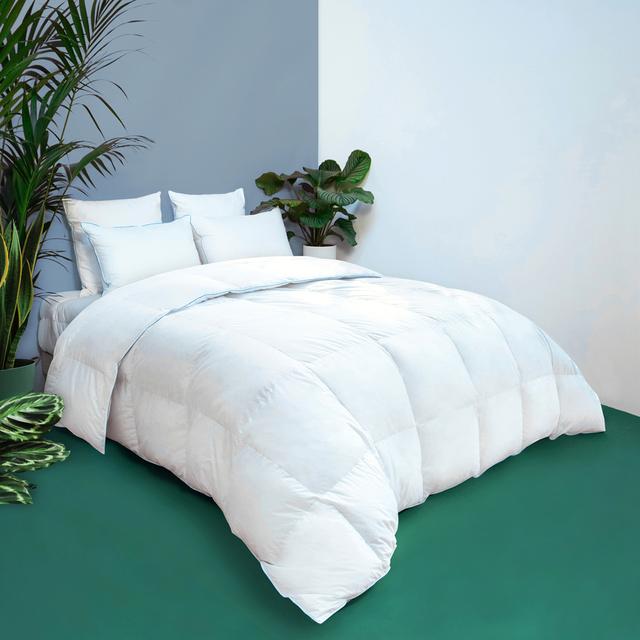 Couette TEMPEREE Toucher Duvet Coton Violette - Wake Me Green