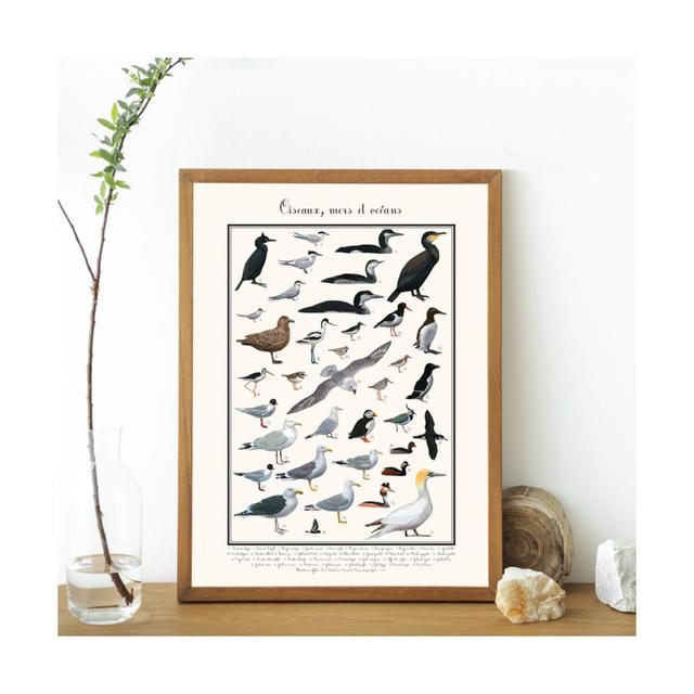 Poster oiseaux marins 50 x 70 cm