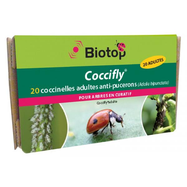 20 coccinelles adultes anti-pucerons - Coccifly