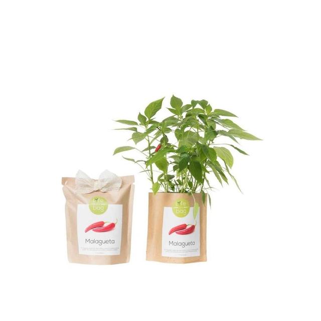 kit bio prêt à pousser piments