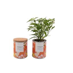 Jardin en boite floral piments