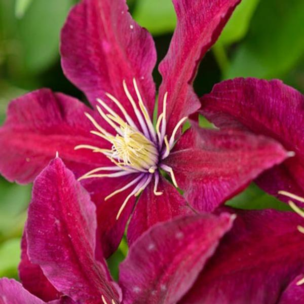 Clematite niobe - 65cm - Ø15 - plante d'extérieur fleurie grim