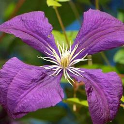 Clematite Jackmanii - 65cm - Ø15 - plante d'extérieur fleurie