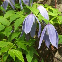 Clematite alpina - 65cm - Ø15 - plante d'extérieur fleurie