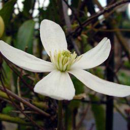 Clematite armandii - 65cm - Ø15 - plante fleurie d'extérieur