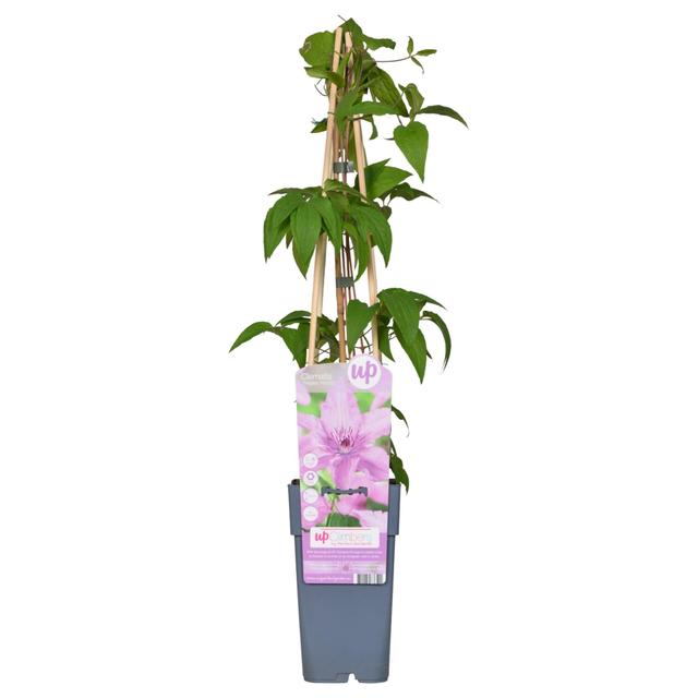 Clematite Hagley Hybrid - 65cm - Ø15 - plante d'extérieur fleu