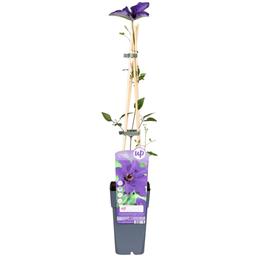 Clematite le président - 65cm - Ø15 - plante d'extérieur fleur