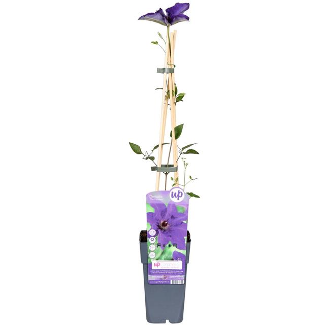 Clematite le président - 65cm - Ø15 - plante d'extérieur fleur