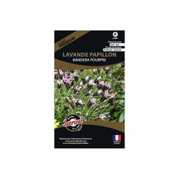 Graines de fleurs premium lavande papillon stoecka