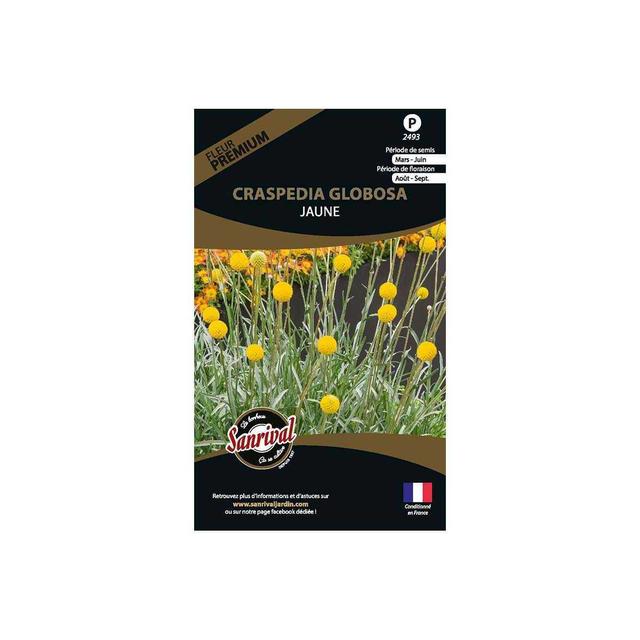 Graines de fleurs premium craspedia globosa jaune