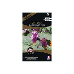 Graines de fleurs premium Datura Candida blackcurrant Swirl