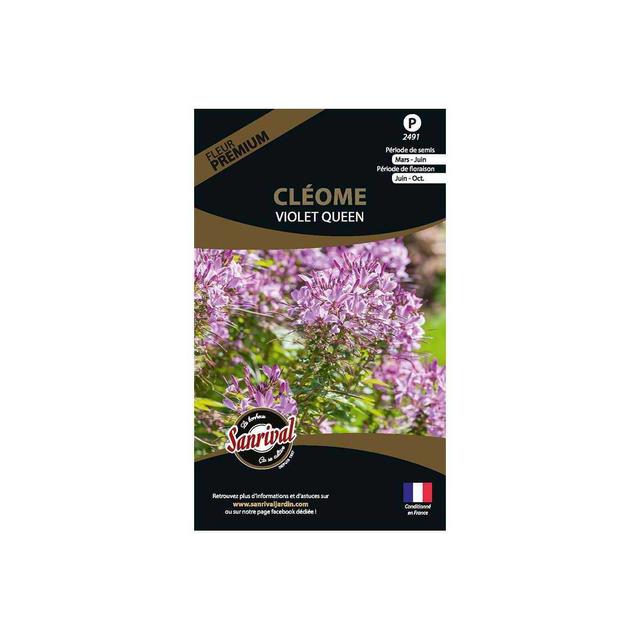 Graines de fleurs premium cléome Spinosa violet Queen