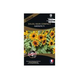 Graines de fleurs premium soleil nain compact Suntastic