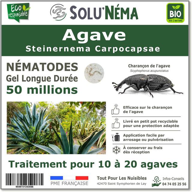 Agave - 50 millions Nématodes Steinernema Carpocapsae (SC)