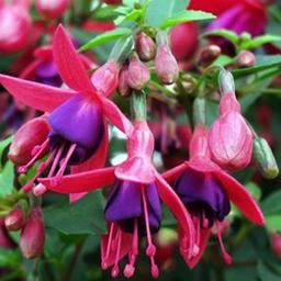 6 x Fuchsia 'Tom Thumb'  - godet 9cm x 9cm