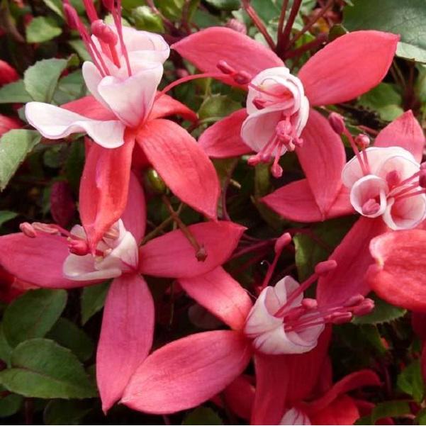 6 x Fuchsia 'Madame Cornelissen'  - godet 9cm x 9cm