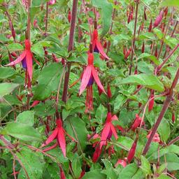 6 x Fuchsia de Magellan 'Riccartonii'  - godet 9cm x 9cm